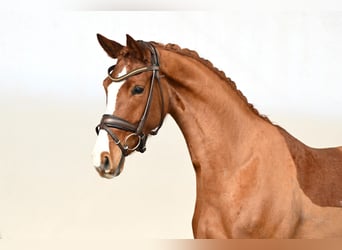 Oldenburg, Mare, 5 years, 16.1 hh, Chestnut-Red