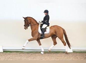Oldenburg, Mare, 5 years, 16.1 hh, Chestnut-Red