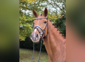 Oldenburger, Stute, 5 Jahre, 16,1 hh, Fuchs