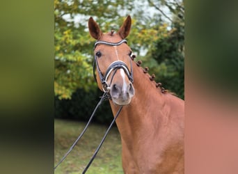 Oldenburger, Stute, 5 Jahre, 16,1 hh, Fuchs