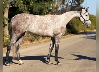 Oldenburg, Mare, 5 years, 16.1 hh, Dun