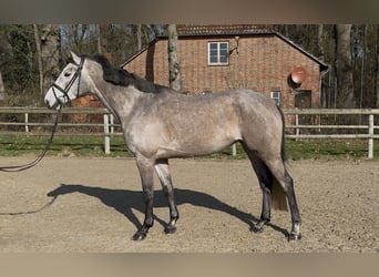 Oldenburg, Mare, 5 years, 16.1 hh, Grey