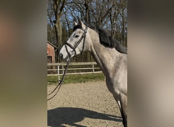 Oldenburg, Mare, 5 years, 16.1 hh, Grey