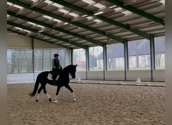 Oldenburg, Mare, 5 years, 16,1 hh, Smoky-Black