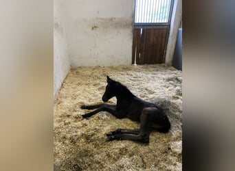 Oldenburg, Mare, 5 years, 16,1 hh, Smoky-Black