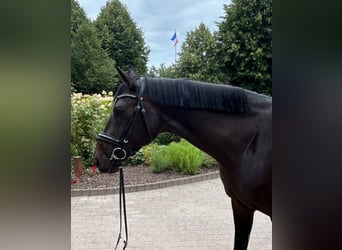 Oldenburg, Mare, 5 years, 16,1 hh, Smoky-Black