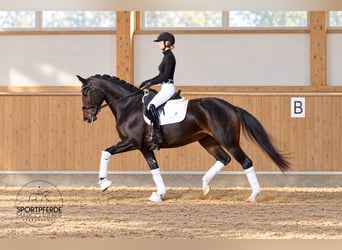 Oldenburg, Mare, 5 years, 16.1 hh, Smoky-Black
