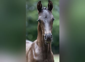 Oldenburger, Stute, 5 Jahre, 16,1 hh, Schwarzbrauner