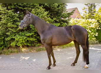 Oldenburger, Stute, 5 Jahre, 16,1 hh, Schwarzbrauner