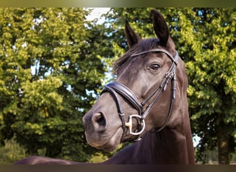 Oldenburger, Stute, 5 Jahre, 16,1 hh, Schwarzbrauner