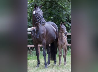 Oldenburger, Stute, 5 Jahre, 16,1 hh, Schwarzbrauner