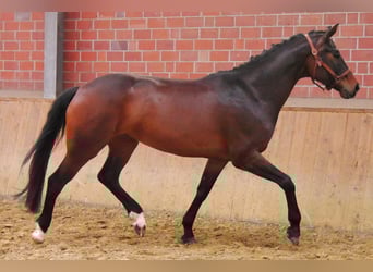 Oldenburg, Mare, 5 years, 16.2 hh, Bay-Dark
