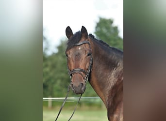 Oldenburg, Mare, 5 years, 16,2 hh, Bay-Dark