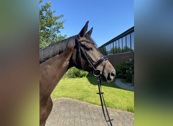 Oldenburg, Mare, 5 years, 16,2 hh, Bay-Dark