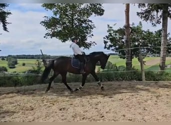 Oldenburg, Mare, 5 years, 16,2 hh, Black