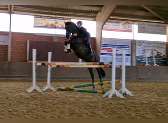 Oldenburg, Mare, 5 years, 16,2 hh, Black