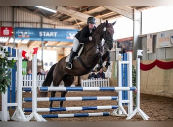 Oldenburg, Mare, 5 years, 16,2 hh, Black