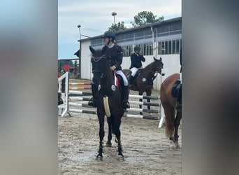 Oldenburg, Mare, 5 years, 16,2 hh, Black