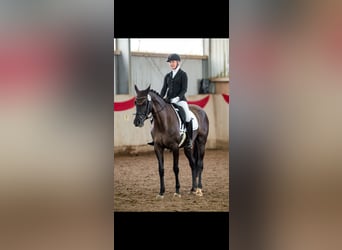 Oldenburg, Mare, 5 years, 16,2 hh, Black