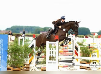 Oldenburg, Mare, 5 years, 16,2 hh, Black