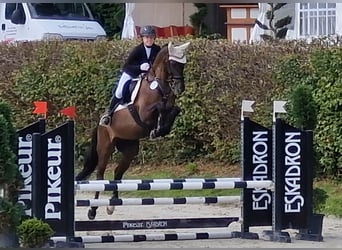 Oldenburg, Mare, 5 years, 16,2 hh, Black