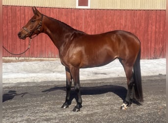 Oldenburg, Mare, 5 years, 16,2 hh, Brown