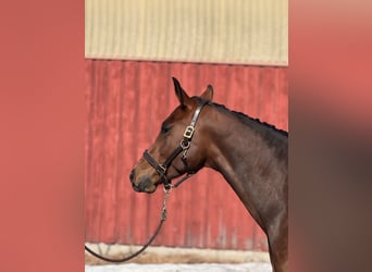 Oldenburg, Mare, 5 years, 16,2 hh, Brown