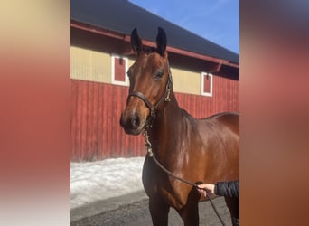 Oldenburg, Mare, 5 years, 16,2 hh, Brown