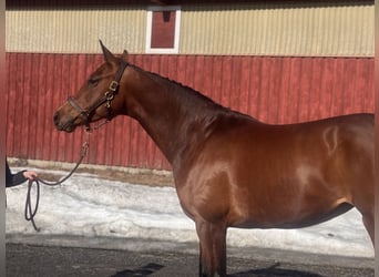 Oldenburg, Mare, 5 years, 16,2 hh, Brown