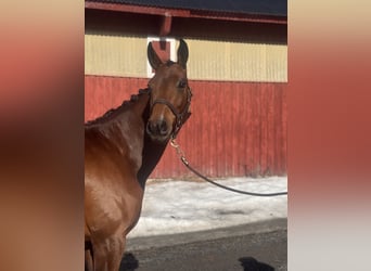 Oldenburg, Mare, 5 years, 16,2 hh, Brown