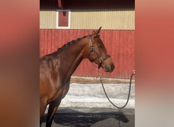 Oldenburg, Mare, 5 years, 16,2 hh, Brown