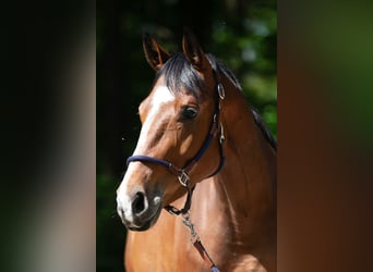 Oldenburg, Mare, 5 years, 16.2 hh, Brown