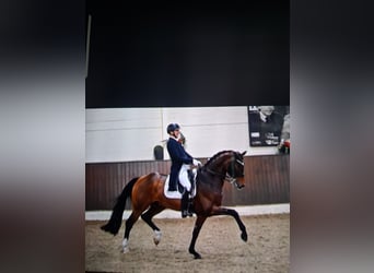 Oldenburg, Mare, 5 years, 16.2 hh, Brown