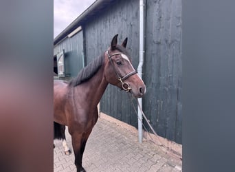 Oldenburg, Mare, 5 years, 16.2 hh, Brown Oldenburg, Mare, 5 years, 16.2 hh, Brown