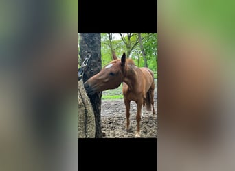 Oldenburg, Mare, 5 years, 16.2 hh, Chestnut