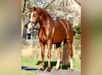 Oldenburg, Mare, 5 years, 16,2 hh, Chestnut-Red