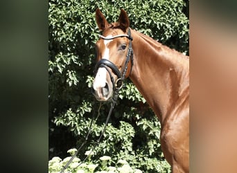 Oldenburg, Mare, 5 years, 16.2 hh, Chestnut-Red