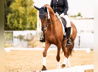 Oldenburg, Mare, 5 years, 16.2 hh, Chestnut-Red