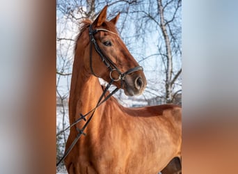Oldenburg, Mare, 5 years, 16.2 hh, Chestnut-Red