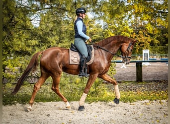 Oldenburg, Mare, 5 years, 16.2 hh, Chestnut-Red