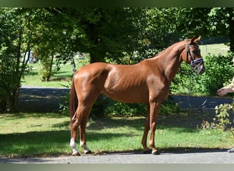 Oldenburg, Mare, 5 years, 16.2 hh, Chestnut-Red