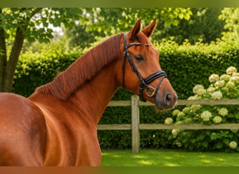 Oldenburg, Mare, 5 years, 16.2 hh, Chestnut-Red