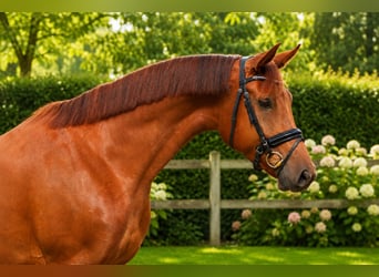Oldenburg, Mare, 5 years, 16.2 hh, Chestnut-Red