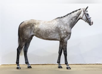 Oldenburg, Mare, 5 years, 16.2 hh, Grey