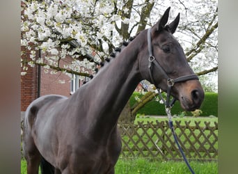 Oldenburg, Mare, 5 years, 16.2 hh, Smoky-Black