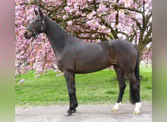 Oldenburg, Mare, 5 years, 16.2 hh, Smoky-Black