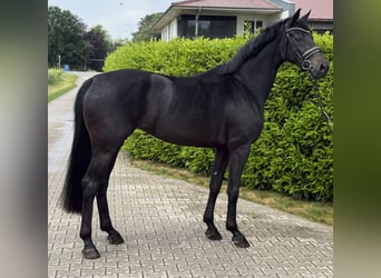 Oldenburg, Mare, 5 years, 16.2 hh, Smoky-Black