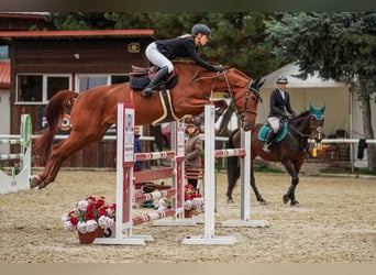 Oldenburg, Mare, 5 years, 16.3 hh, Bay-Dark