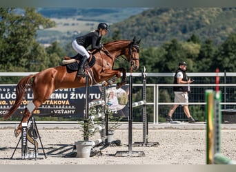 Oldenburg, Mare, 5 years, 16.3 hh, Bay-Dark