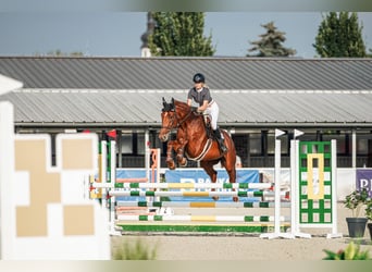 Oldenburg, Mare, 5 years, 16.3 hh, Bay-Dark